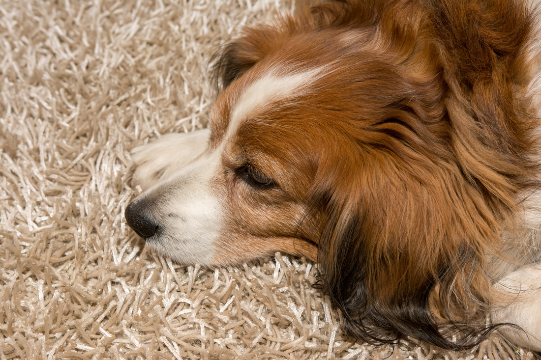 Dog hair removal from carpet