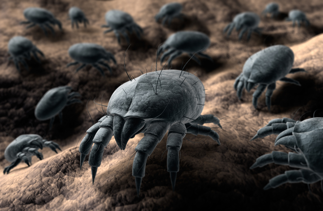 Dust mites and bed bugs